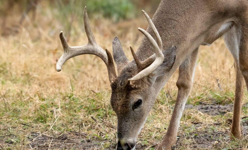 The Surprising Components That Make Up Antlers