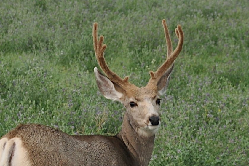 What Are Deer Antlers Made Of