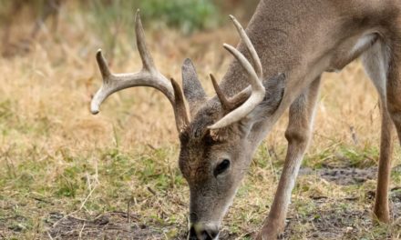 The Surprising Components That Make Up Antlers