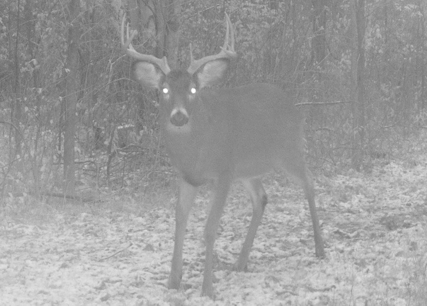 deer hunting in heavy snow