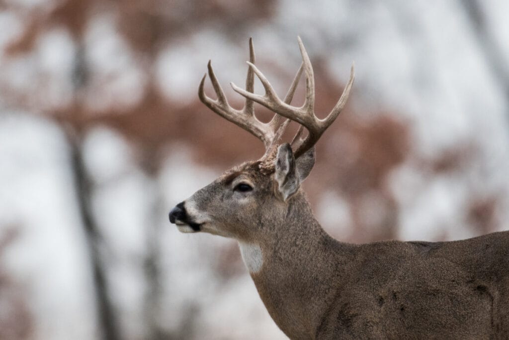 When Does Deer Season End in Missouri