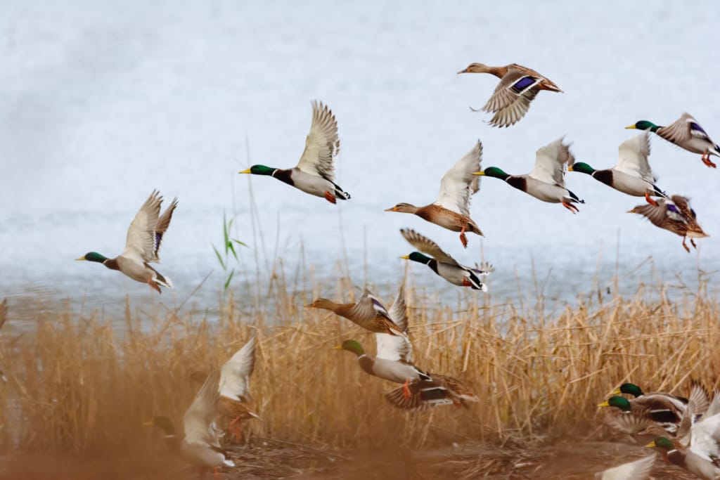 most popular duck species