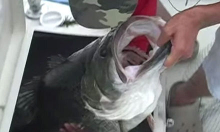 World Record: Heaviest Largemouth Bass Ever Landed Captured on Video