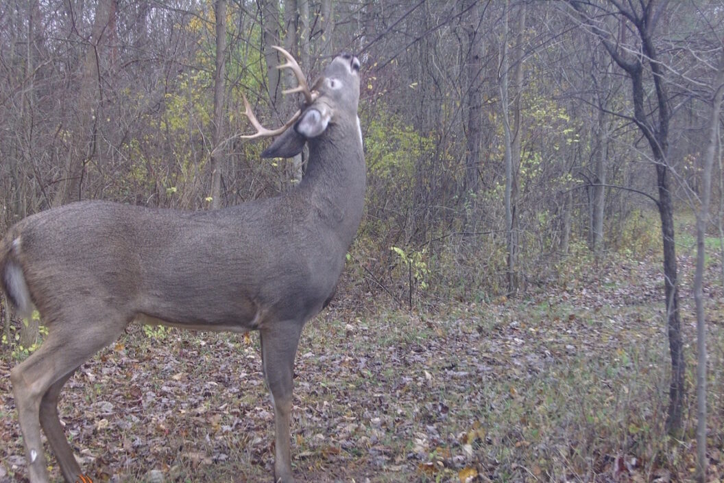 can deer smell our breath