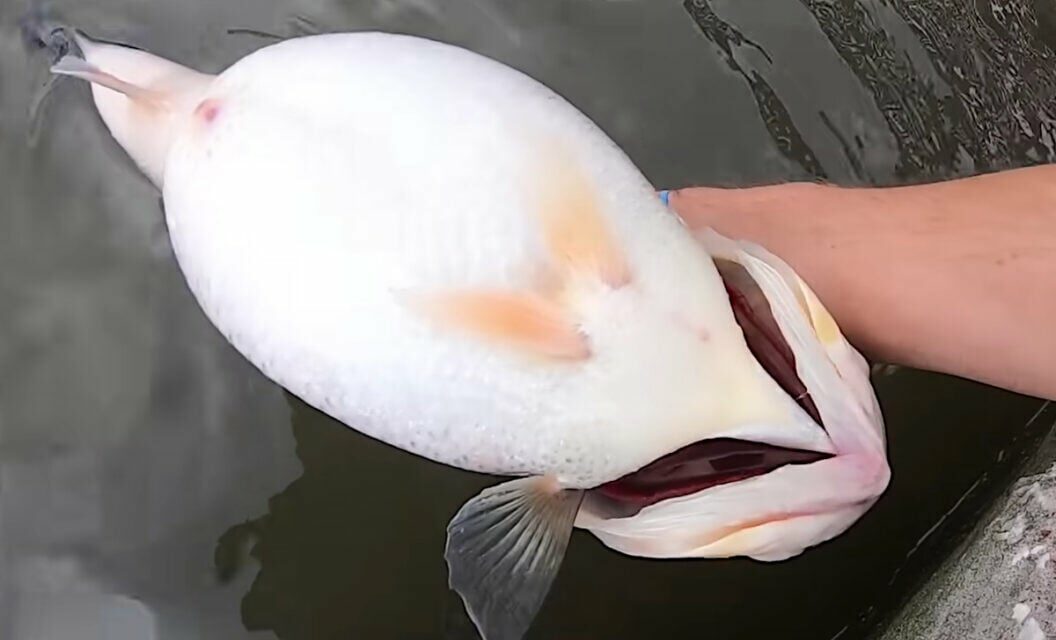 Angler Lands Ridiculously Fat Largemouth Bass Under a Dock