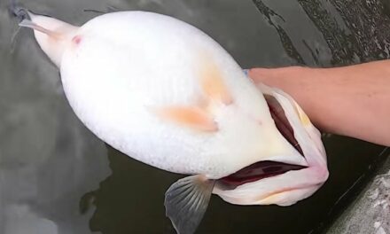 Angler Lands Ridiculously Fat Largemouth Bass Under a Dock