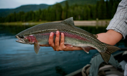 Colorado’s Record Fish Make Most Anglers Into Small-Fry