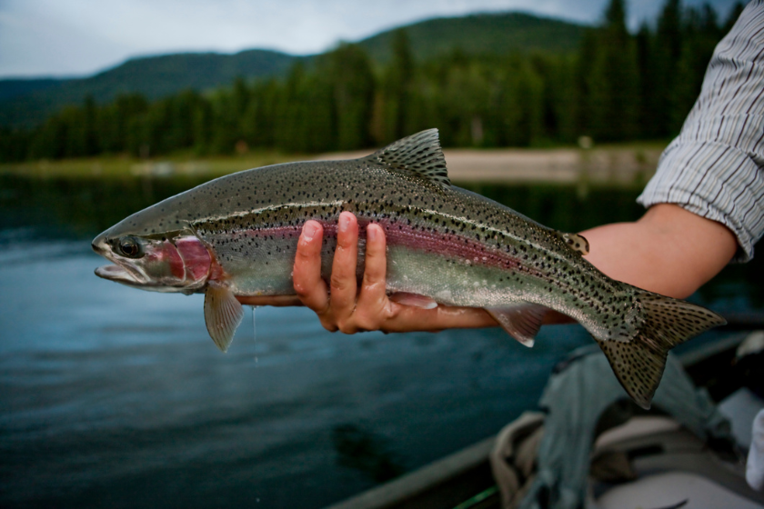 Colorado’s Record Fish Make Most Anglers Into Small-Fry