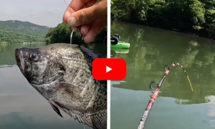 Dead Crappie Catches Giant Fish For Kayak Angler