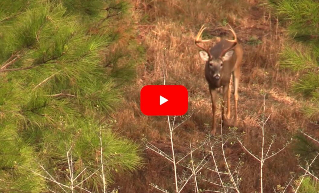 Georgia Hunter Downs Nice Buck and Sow Feral Hog in Same Hunt