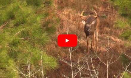 Georgia Hunter Downs Nice Buck and Sow Feral Hog in Same Hunt