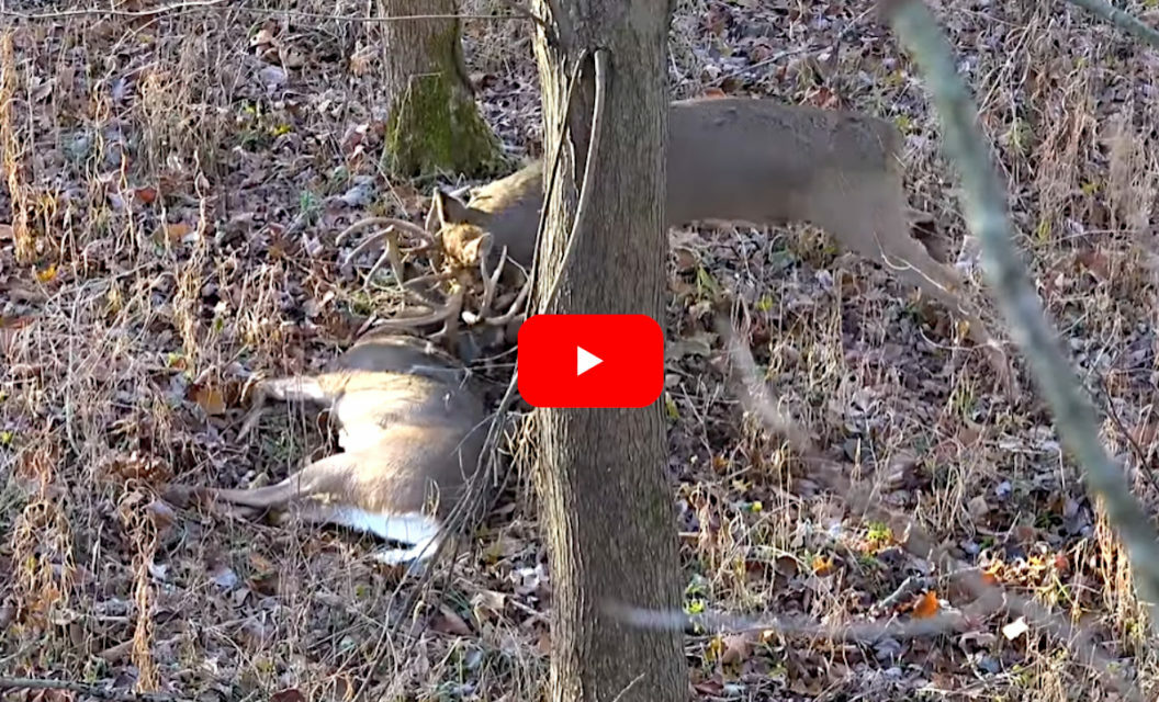 Hunter Downs Big Buck, Then a Bigger One Appears To Attack His Fallen Rival