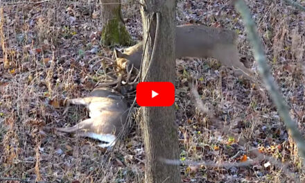 Hunter Downs Big Buck, Then a Bigger One Appears To Attack His Fallen Rival