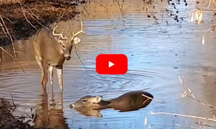 Hunter Steps in to Stop Buck From Harassing Exhausted Doe to Death