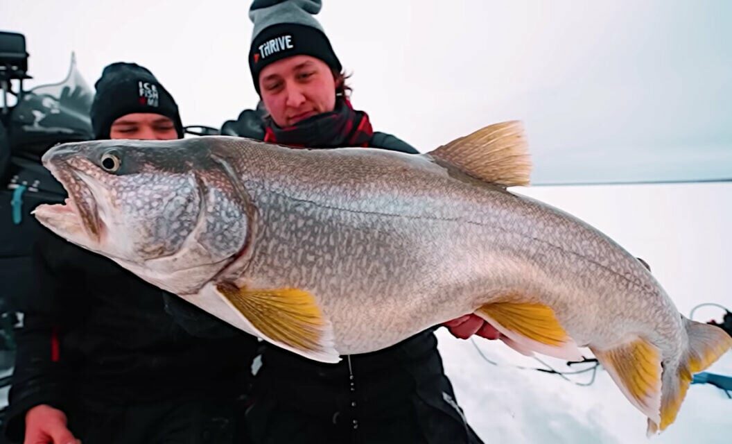 Ice Angler Gets Spooled By Large Lake Trout and Lands the Fish Anyway