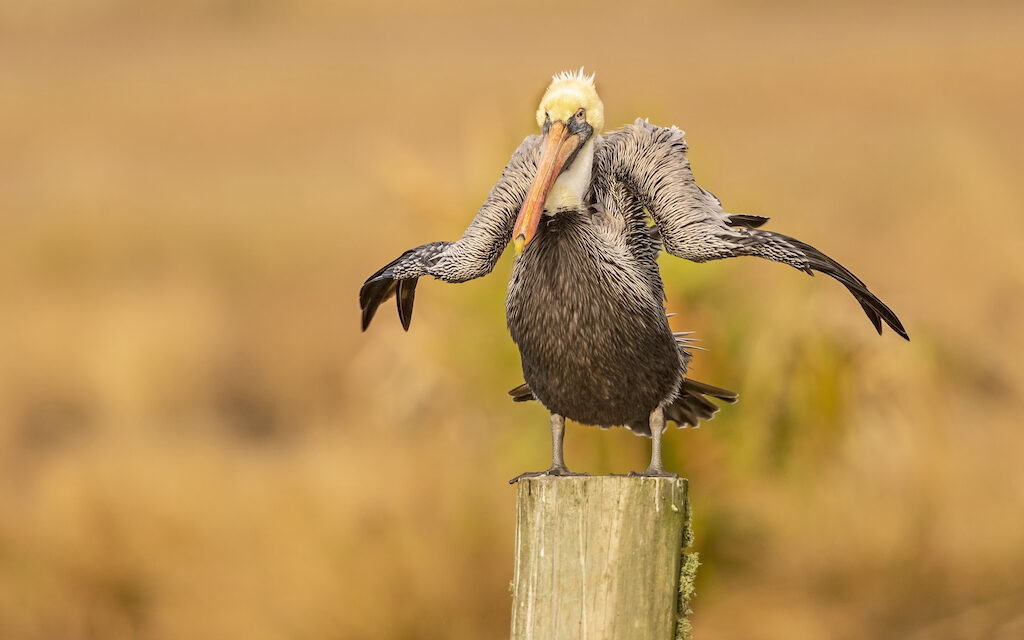 Last Frame: An Uncertain Pelican