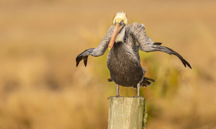 Last Frame: An Uncertain Pelican