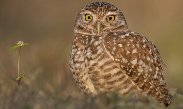 Watch Your Step To Find Great Groundscapes