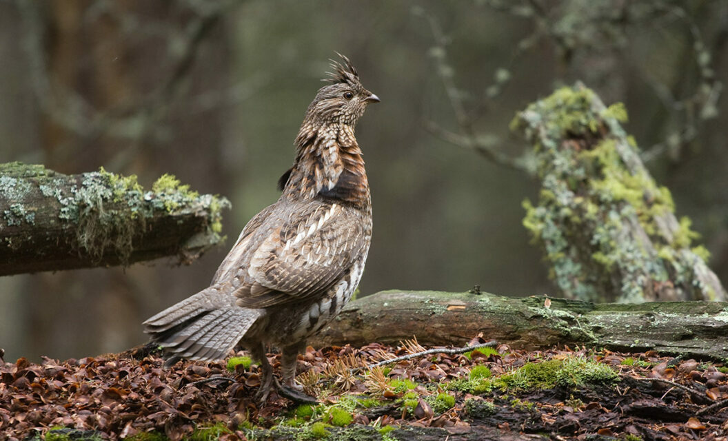 5 Best Ruffed Grouse Hunting States