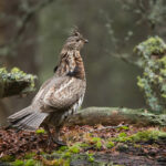 5 Best Ruffed Grouse Hunting States