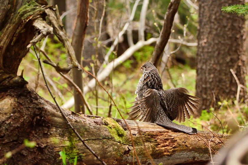 ruffed grouse hunting