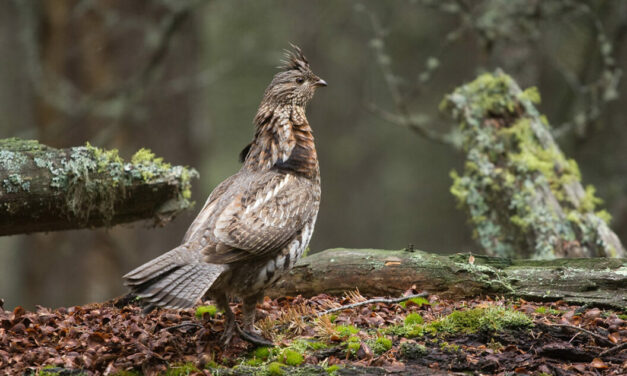 5 Best Ruffed Grouse Hunting States