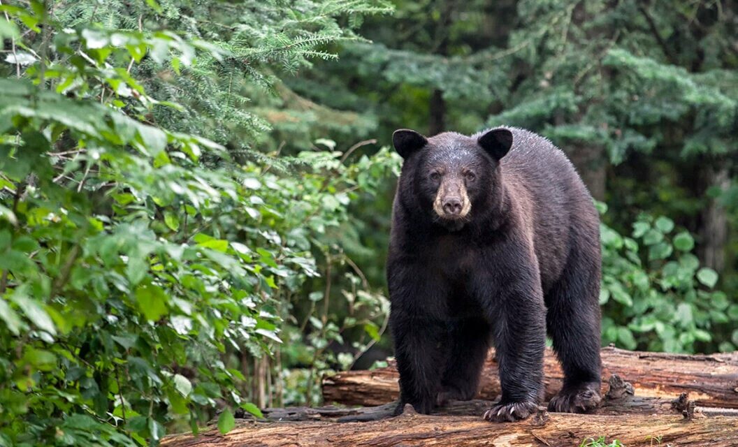 5 Best States For Chasing Spring Black Bear