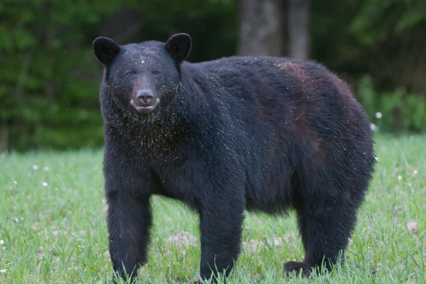 spring black bear