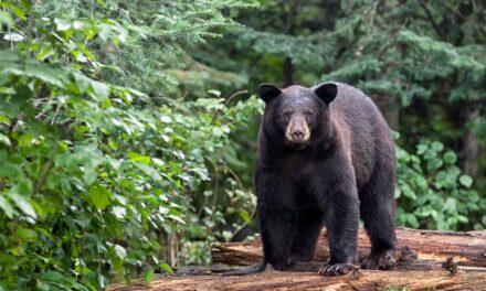 5 Best States For Chasing Spring Black Bear