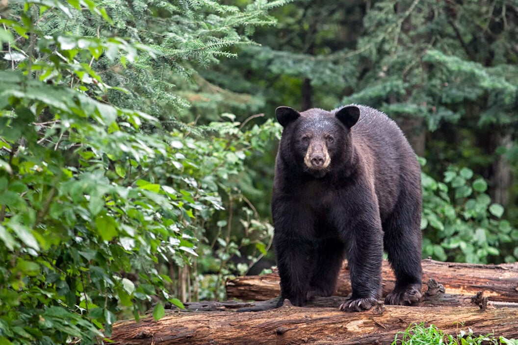 spring black bear