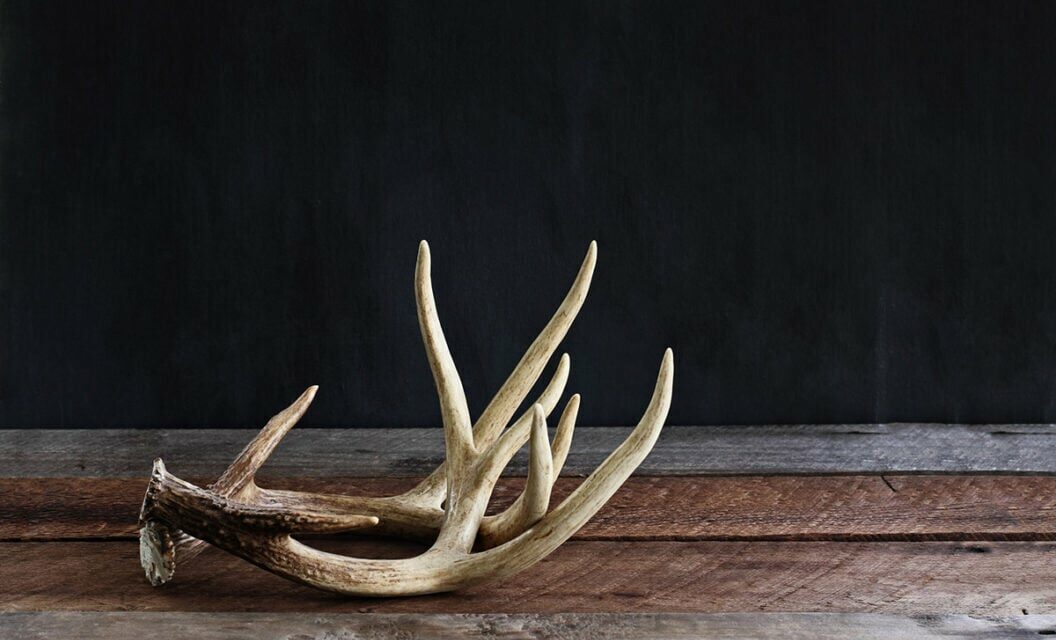 5 Tips to Find More Sheds this Year