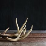 5 Tips to Find More Sheds this Year