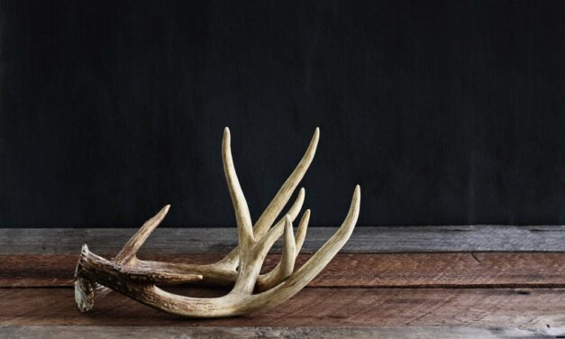 5 Tips to Find More Sheds this Year
