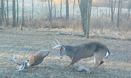 Big Buck Falls for Decoy Three Times, Reacts Differently Each Time