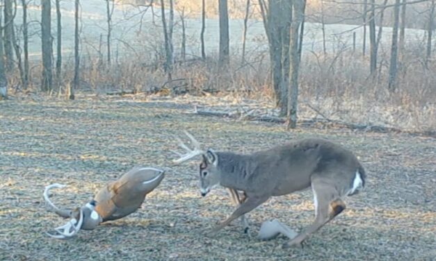 Big Buck Falls for Decoy Three Times, Reacts Differently Each Time