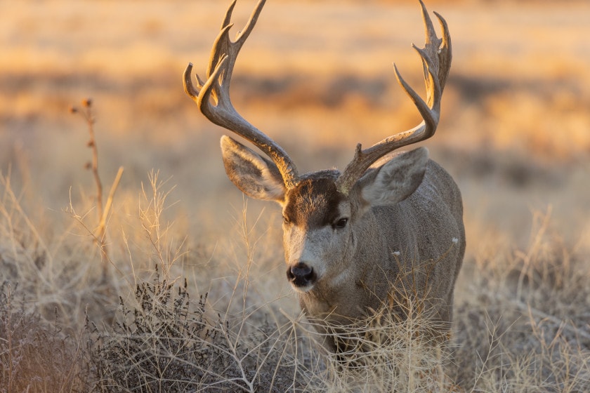 Colorado Big Game State Records