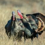 Everything You Need to Do Before Spring Gobbler Season Begins