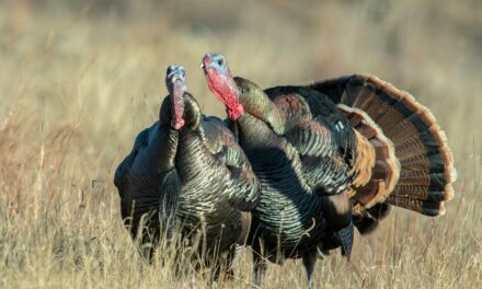 Everything You Need to Do Before Spring Gobbler Season Begins