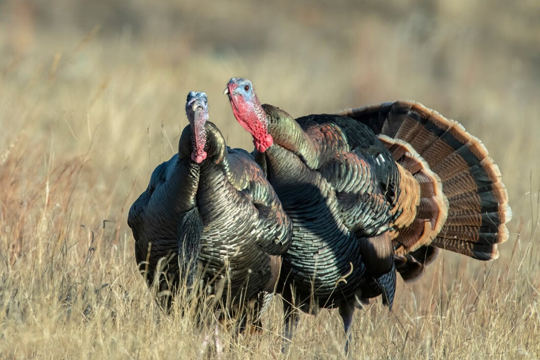 turkey season prep