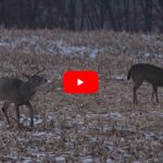 Father Unselfishly Gives Up Chance at Season Target Iowa Buck to His Daughter