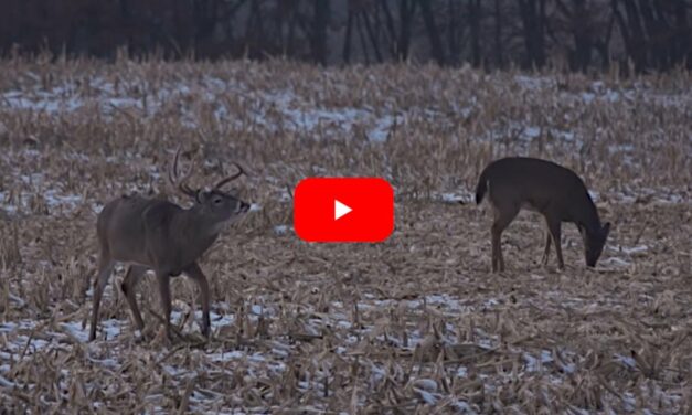 Father Unselfishly Gives Up Chance at Season Target Iowa Buck to His Daughter