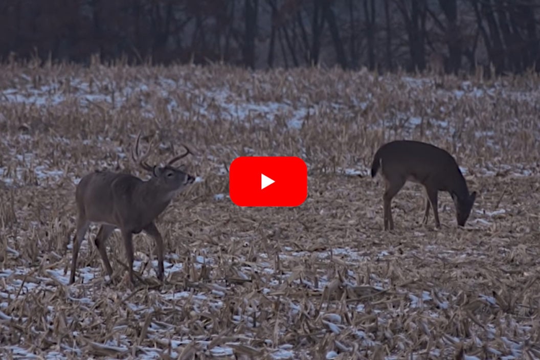 Iowa Buck