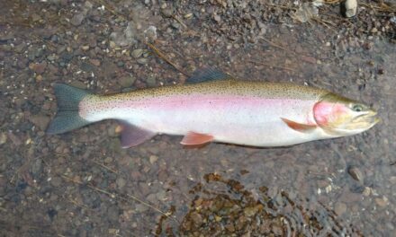 How to Cook Butterflied Rainbow Trout On the Grill