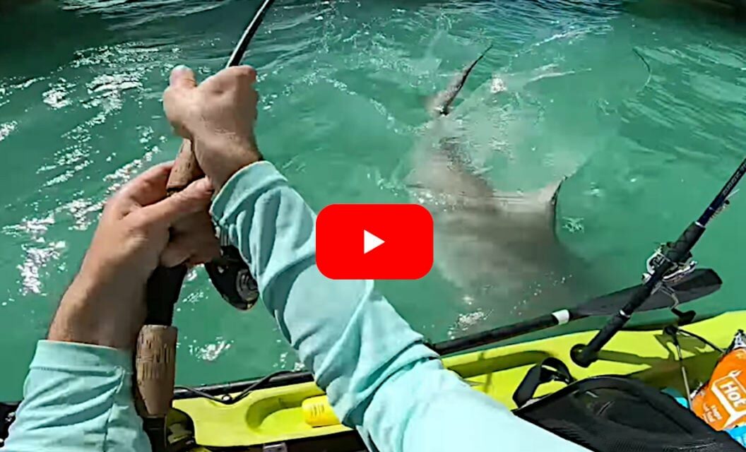 Kayak Angler Nearly Gets Swamped By Shark Lunging At His Catch