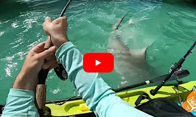 Kayak Angler Nearly Gets Swamped By Shark Lunging At His Catch