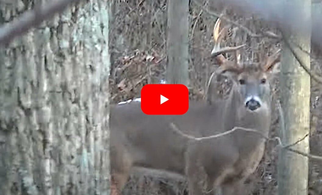 Lucky Hunter Bags Massive Drop Tine Buck on Video in Indiana