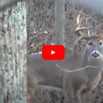 Lucky Hunter Bags Massive Drop Tine Buck on Video in Indiana