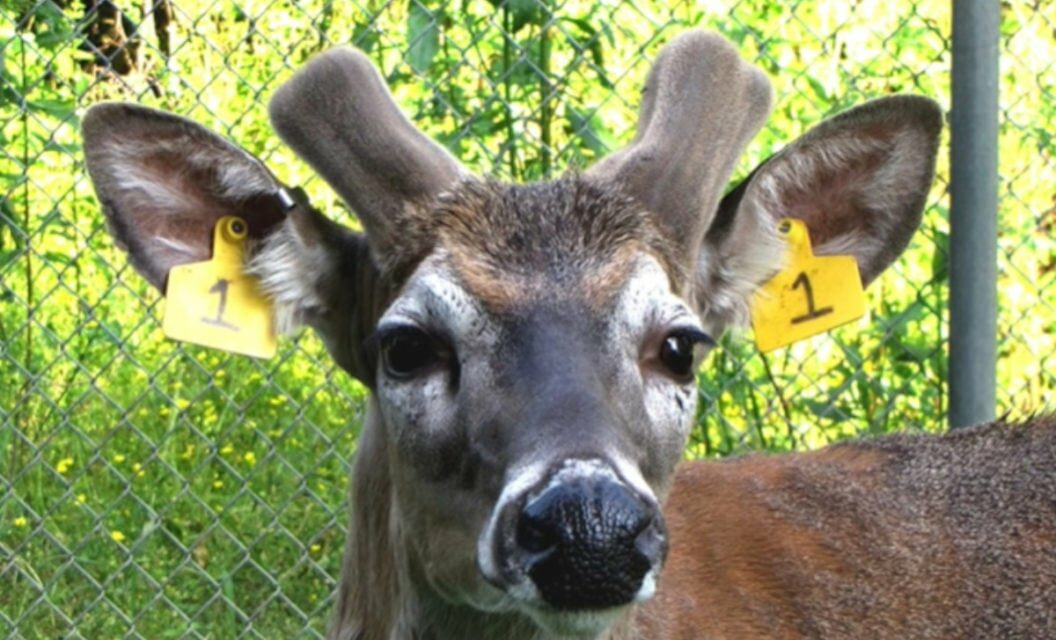 Michigan State University Documents Antler Growth of Two Bucks From Start to Finish
