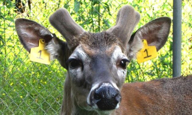 Michigan State University Documents Antler Growth of Two Bucks From Start to Finish