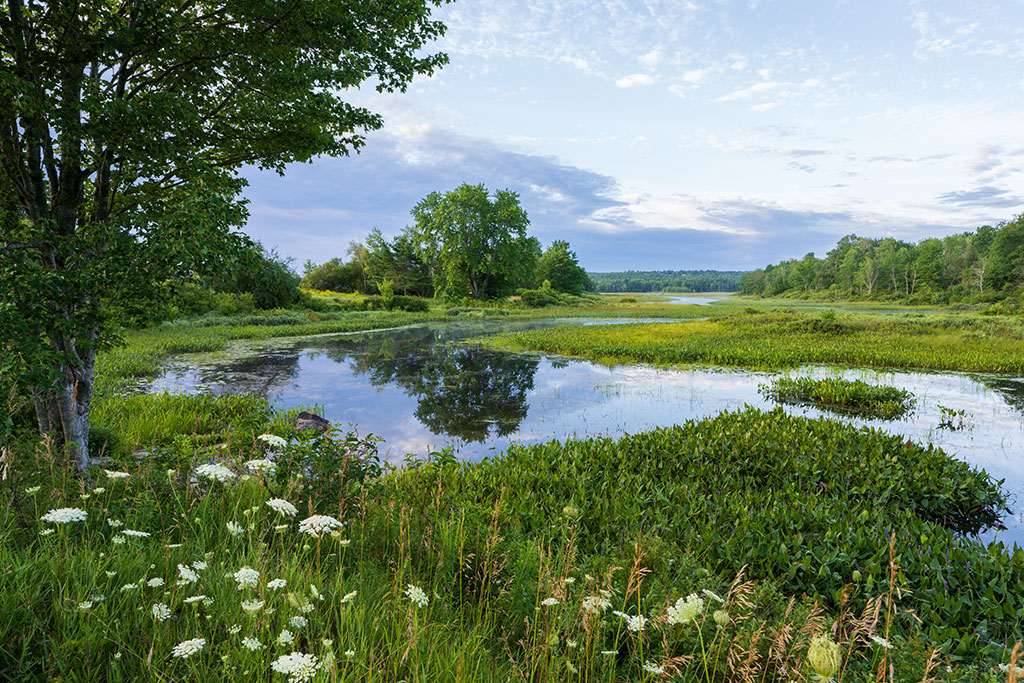 Photo of a pond